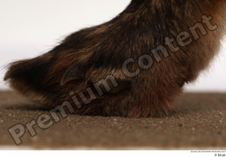 Red fox foot 0010.jpg